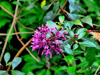 Close-up of purple flower