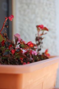 Close-up of red flowering plant