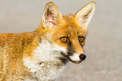 Close-up of a rabbit looking away