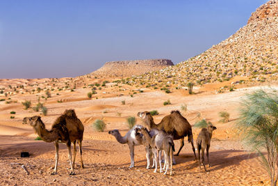 Horses in a desert