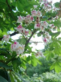 Close-up of pink flowers blooming on tree