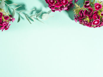 High angle view of pink flowering plant against white background