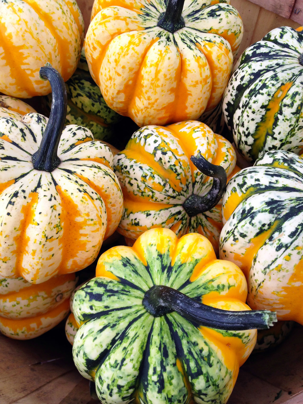 Mini gourds