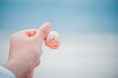 Close-up of hand holding seashell