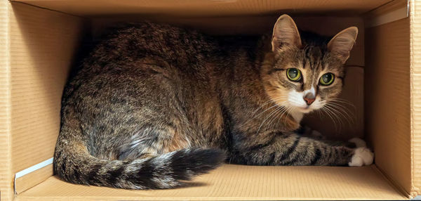 The european shorthair cat is sitting into a corrugated box and looking to the camera. 