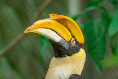 Close-up of a bird looking away