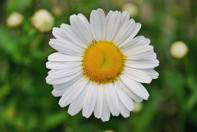 White and yellow flower in the middle