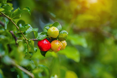 Acerola cherry on the tree with water drop, high vitamin c and antioxidant fruits.