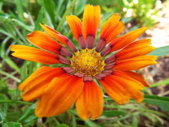 Close-up of yellow flower