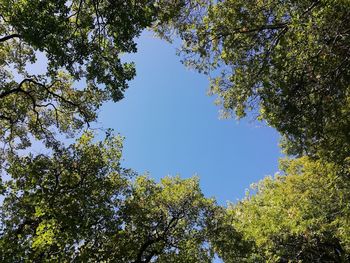 Low angle view of trees against clear blue sky