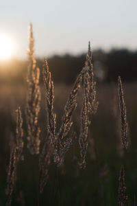 Close-up of stalks in field against sky