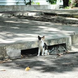 Cat looking up