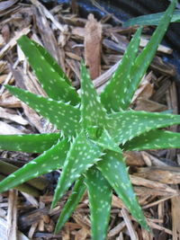 High angle view of succulent plants on field