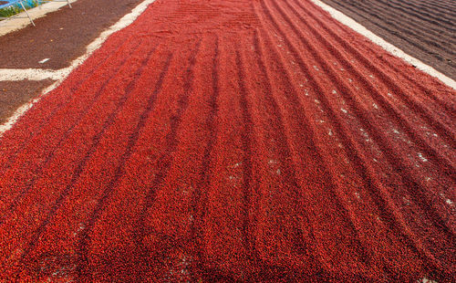 Full frame shot of agricultural field