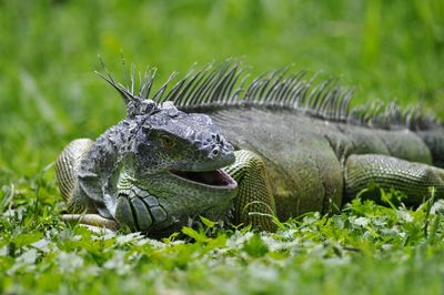 Close-up of lizard on grass