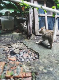 Cats sitting