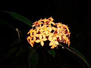 Close-up of yellow flowers