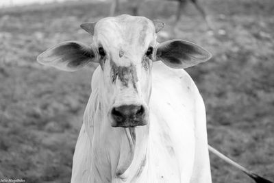 Portrait of cow on field