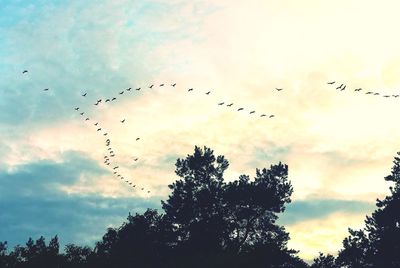 Low angle view of birds flying in sky