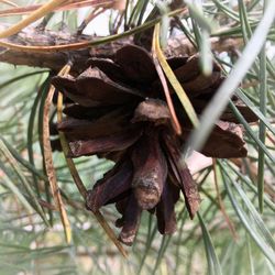 Close-up of plant