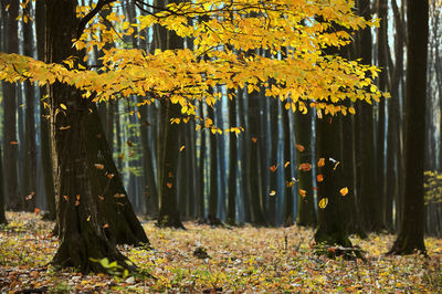 Yellow flowers growing on tree in forest during autumn