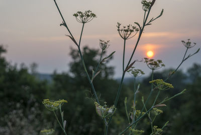 Close-up of flowering plants on field against sky during sunset