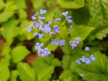 Close-up of flowering plant