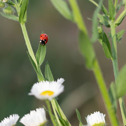 Close-up of ladybug on flower