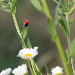 Red and black ladybug on a green stalk of chamomile on a blurred background. selective focus.