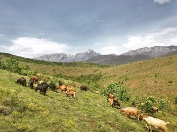 View of sheep on grassy field against sky