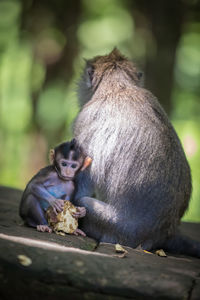 Monkey sitting on a rock