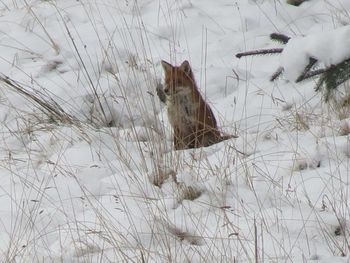 Snow on grass during winter