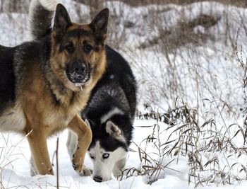 Portrait of dog in snow