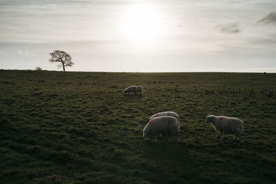 Cows grazing on field against sky
