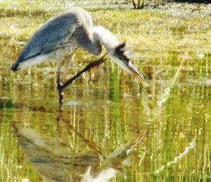 Close-up of duck in lake