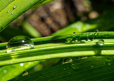 Close-up of raindrops on green leaves during rainy season