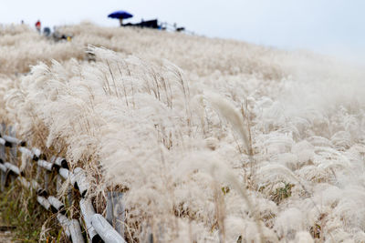 Close-up of silver grass on field against sky