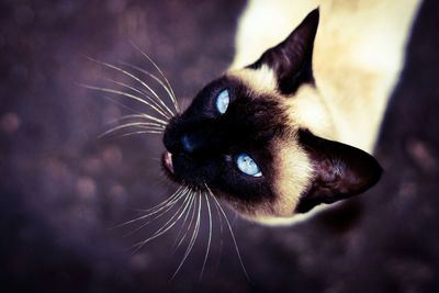 Close-up of black cat