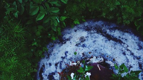 Close-up of waterfall in forest