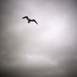 Low angle view of seagull flying in sky