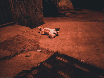 High angle view of dog standing on wooden floor