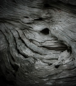 Detail shot of tree trunk