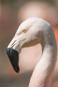 Close-up of a bird