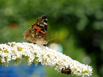 Close-up of butterfly and bee on flower