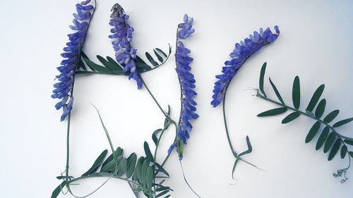 Leaves and flowers over white background