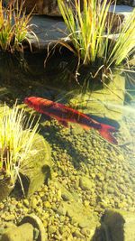 High angle view of leaves in water
