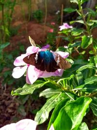 Close-up of butterfly pollinating on purple flower