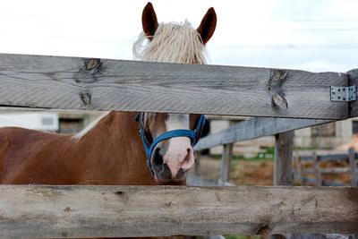 Close-up of horse by wooden fence in barn