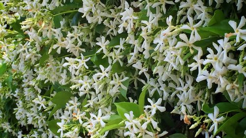 Full frame shot of white flowers