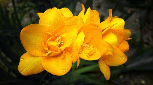 Close-up of fresh yellow day lily blooming outdoors